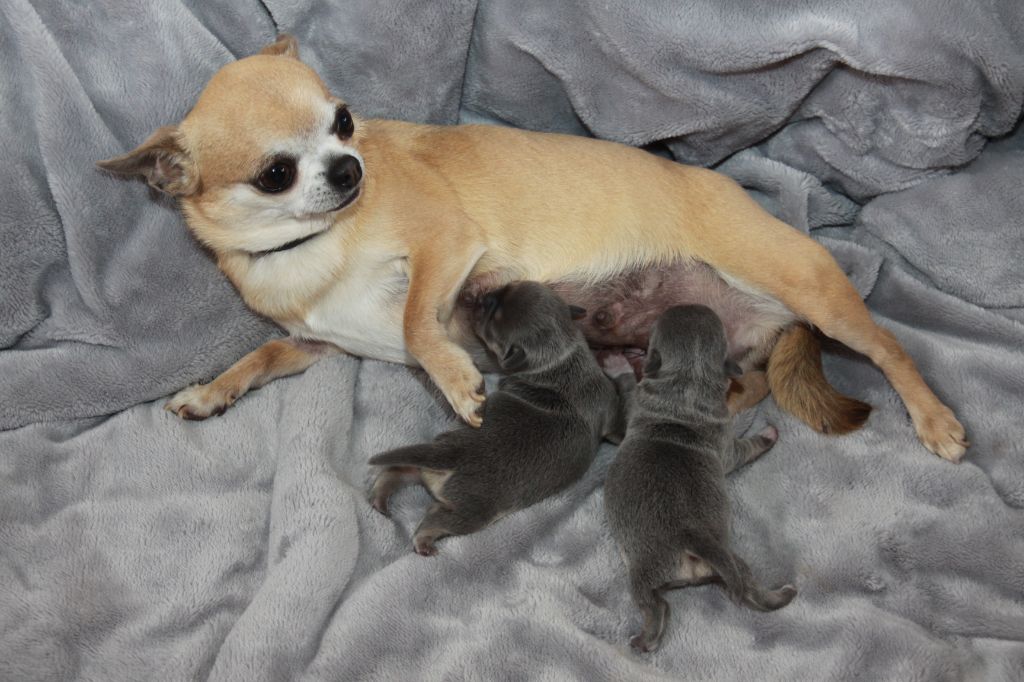 chiot Chihuahua des Landes du Bout du Monde