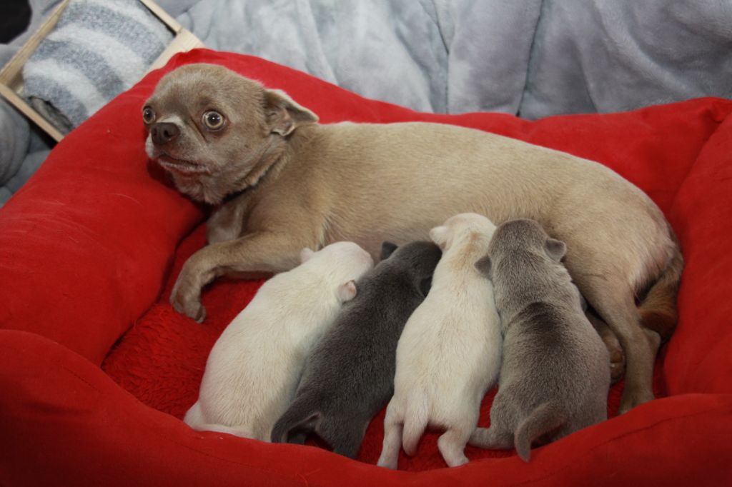 chiot Chihuahua des Landes du Bout du Monde