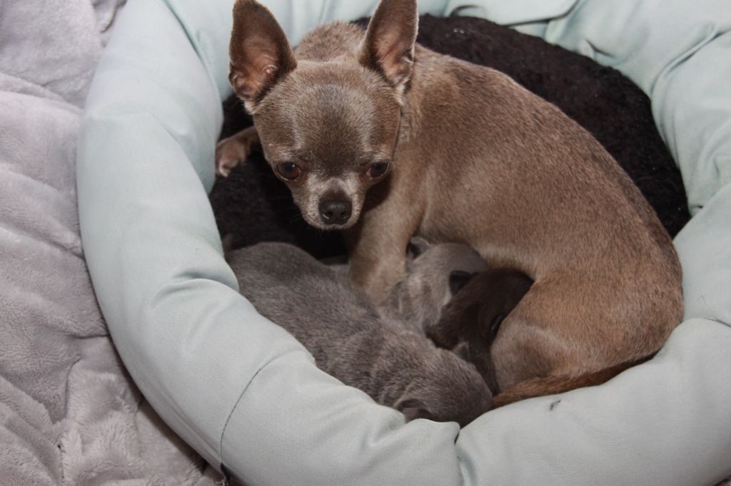 chiot Chihuahua des Landes du Bout du Monde